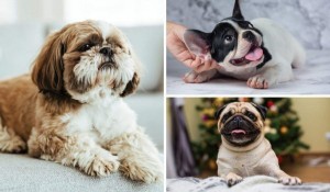 Criação de cães shih-tzu, pug e buldogue pode ser proibida