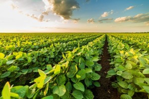Quebra da safra de soja em 2024 preocupa produtores rurais de Goianésia e região