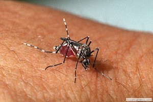 Goianésia intensifica combate à dengue com ação do carro fumacê