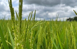 Produção de arroz e feijão em Goiás continuará segura após tragédia no RS