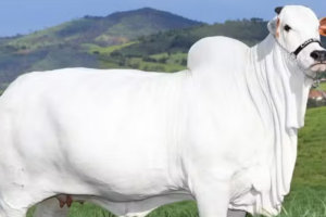 Bezerra da vaca mais cara do mundo é vendida por R$ 3 milhões em leilão beneficente narrado por Galvão Bueno