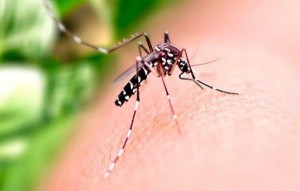 Mulher morre com suspeita de dengue após parto de emergência em Goiânia