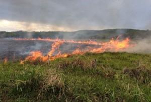 Período de estiagem aumenta alerta para incêndios ambientais 
