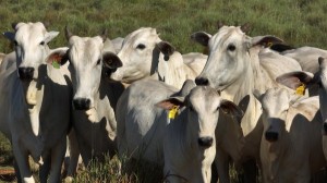 Alimentação do rebanho exige planejamento antecipado de produtores rurais