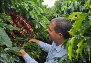 Pesquisa e tecnologia impulsionam retomada histórica do café no Vale do São Patrício