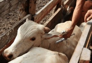 Falta de vacinas preocupa pecuaristas e ameaça imunização do rebanho em Goiás