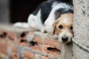Maus-tratos a animais mobilizam protetores e aumentam pedidos de denúncias em Goianésia