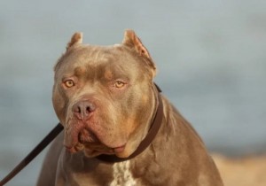 Projeto prevê uso obrigatório de focinheira para pitbulls em Goiás