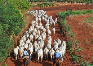 Taxa de lotação desafia pecuaristas e exige gestão mais eficiente das pastagens