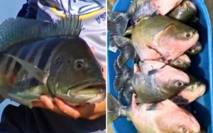 Nova regulamentação da pesca em Goiás amplia espécies com transporte permitido